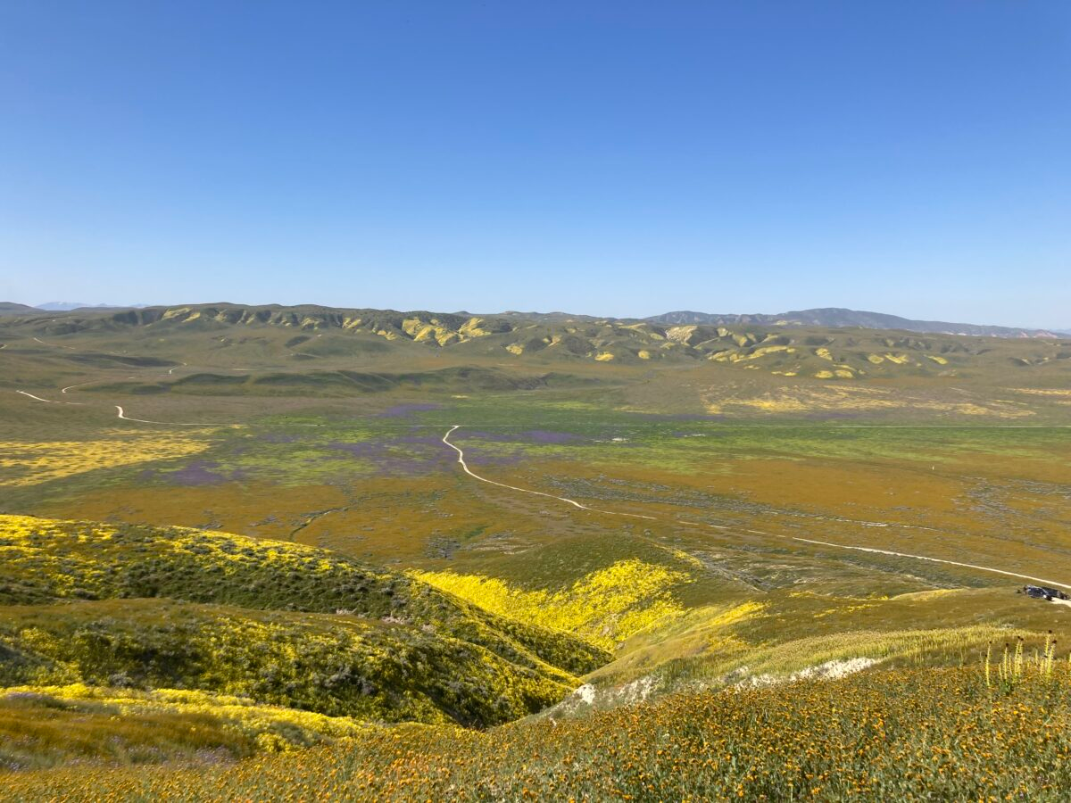 How to See Wildflowers at Carrizo Plain National Monument (Superbloom Guide)